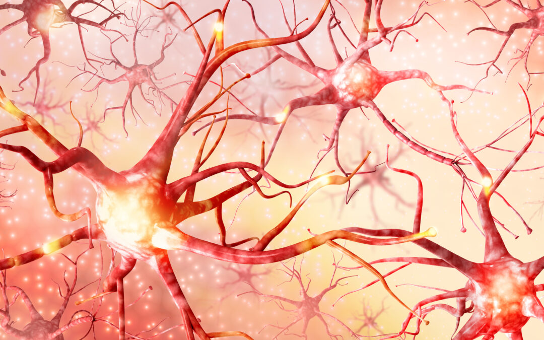 Brain Plasticity and Working Memory Training: Neuroimaging Evidence for Immediate and Delayed Effects